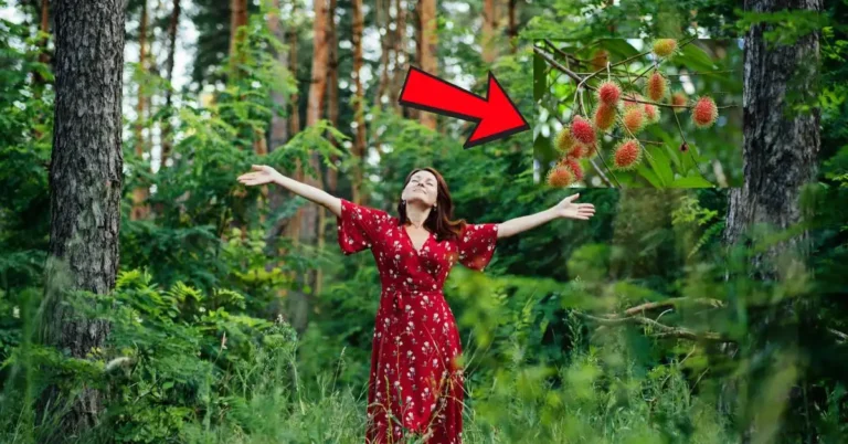 benefits of achotillo