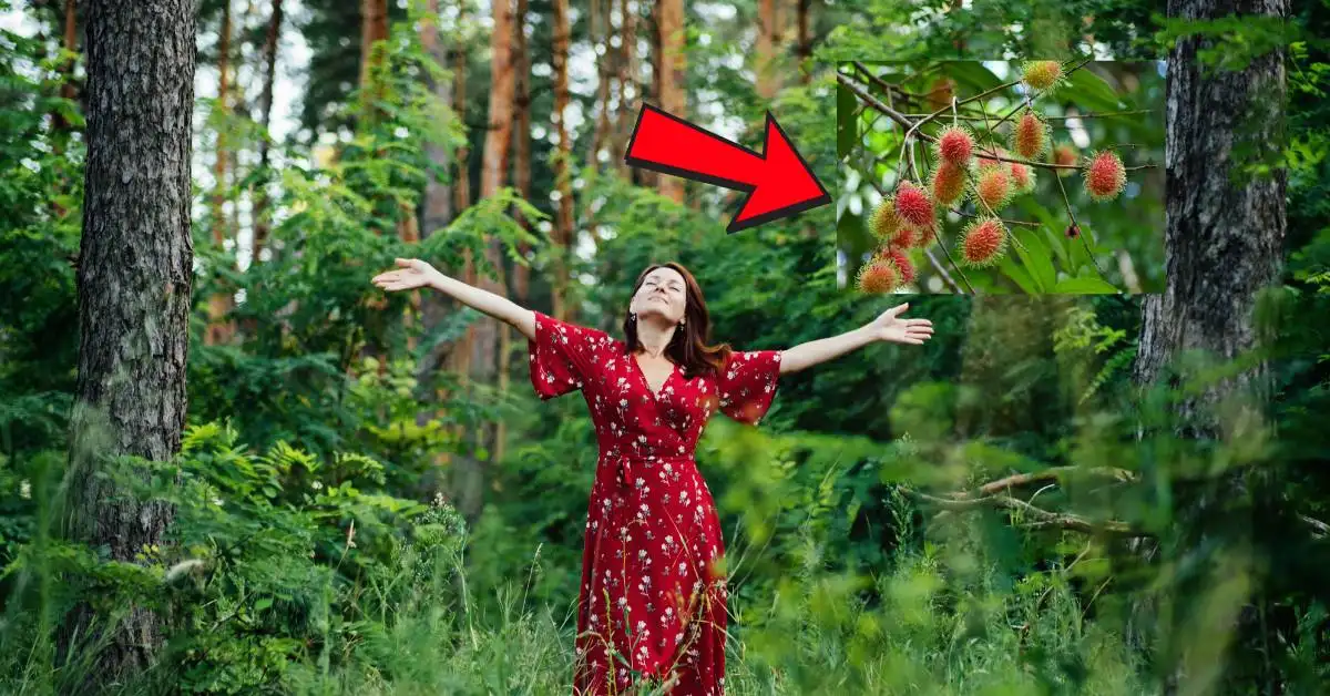 benefits of achotillo